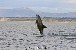 Jump for Joy/ Shot in the Monterey Bay. Nikon D300 with t... by Craig Dietrich 